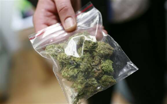 Cómo diferenciar la marihuana de los cárteles de la de los productores locales