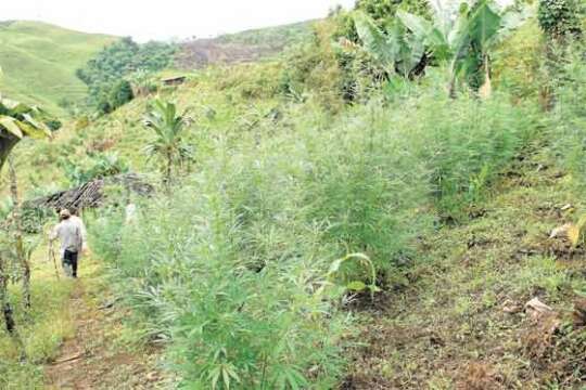La marihuana natural más cara del mundo se siembra en Colombia