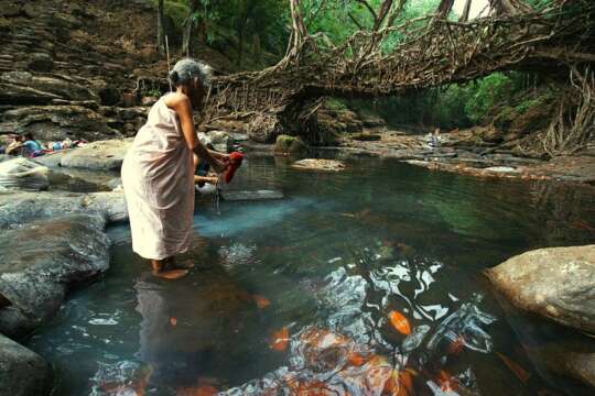 Meghalaya: Los puentes raíz y la Naturaleza secreta de la India