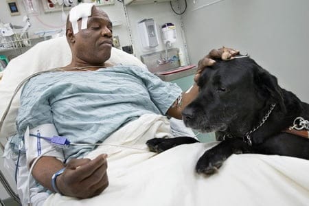 Perro labrador salvó a su amo tras caer a las vías del metro en Nueva York