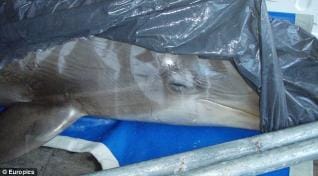 :( Delfines mueren de sobredosis de heroína después de rave en zoológico