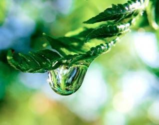 10 pruebas que demuestran que las plantas son más inteligentes de lo que piensas
