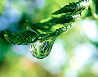 10 pruebas que demuestran que las plantas son más inteligentes de lo que piensas