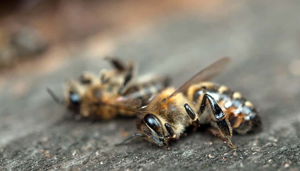 Producción de leche de almendras mata a miles de millones de abejas