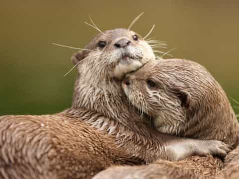 Por peligro de extinción, dos especies de nutrias ya no podrán ser comercializadas