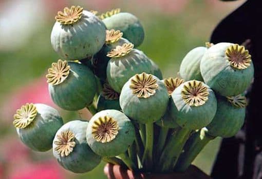 La ciencia exige tratamientos psicológicos con drogas no legales