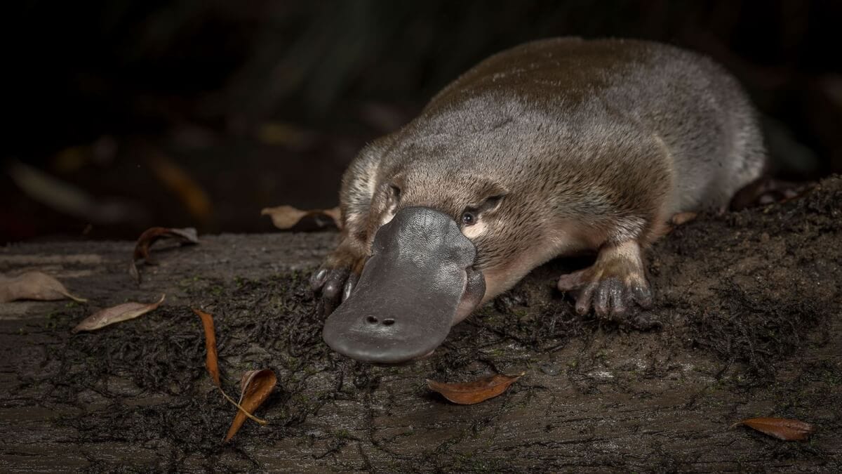 El Ornitorrinco rumbo hacia la extinción debido a los hábitos humanos