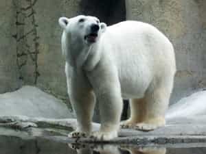 La Lista Roja: Los animales en via de extinción de cada país!