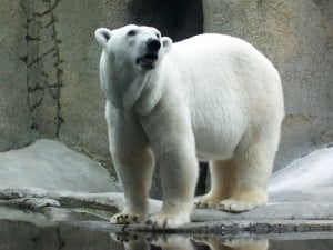 La Lista Roja: Los animales en via de extinción de cada país!