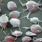 Ciencia: Toxicidad neuronal