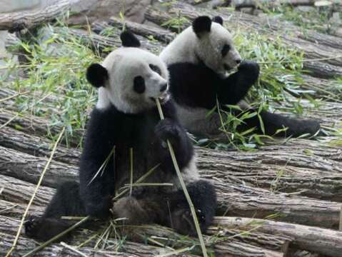 Mundaial 2014: Pandas suplen al Pulpo Paul