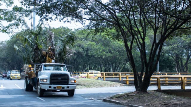 Que especies de árboles sembrarán en Parques del Río ?
