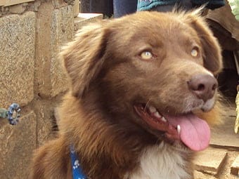 Alimenta o adopta un amigo en Medellín ¡¡ Infórmate como ayudar