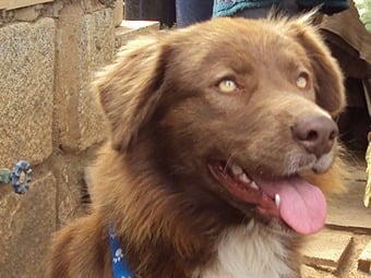 Alimenta o adopta un amigo en Medellín ¡¡ Infórmate como ayudar