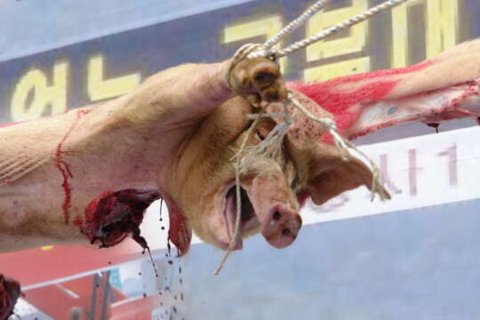 Cada vegetariano salva entre 371 y 582 vidas animales por año