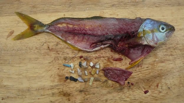 Un equipo de investigación encontró 'plastificados' los océanos del mundo