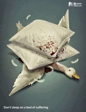 El cruel negocio de las plumas, dura realidad