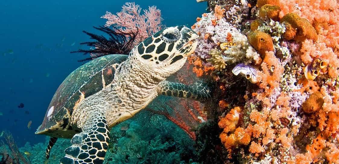 La extinción masiva en los océanos también es muy probable