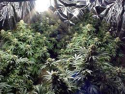 Países Bajos: Según sentencia del Tribunal Supremo los ciudadanos pueden poseer hasta cinco plantas de cannabis