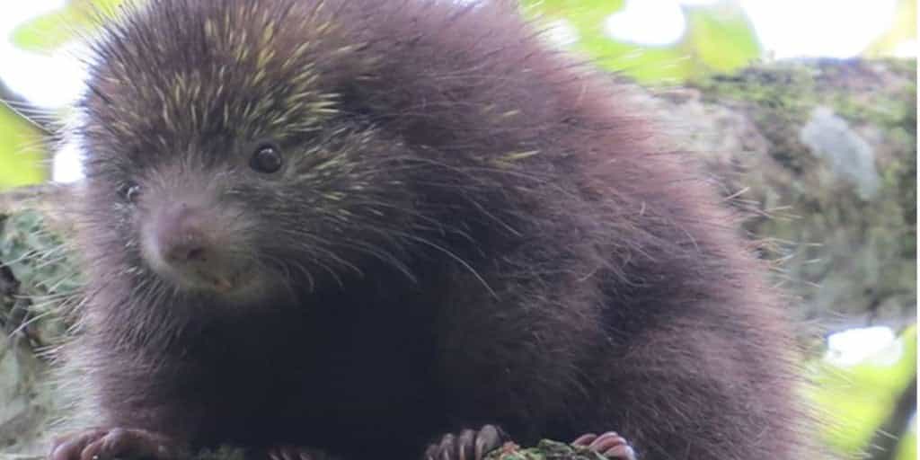 Puercoespín colombiano a punto de desaparecer por la deforestación