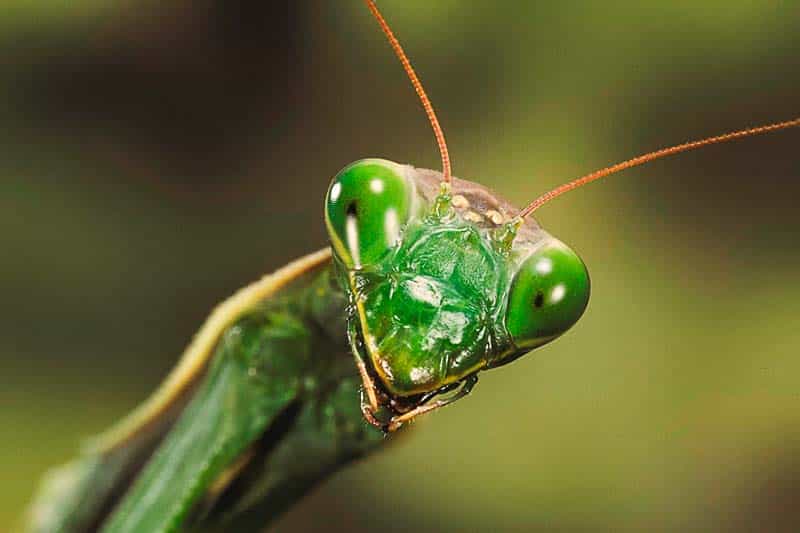 Los insectos también sufren