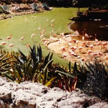 Imaginary Softwoods se estrena en Field Records