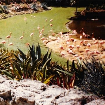 Imaginary Softwoods se estrena en Field Records