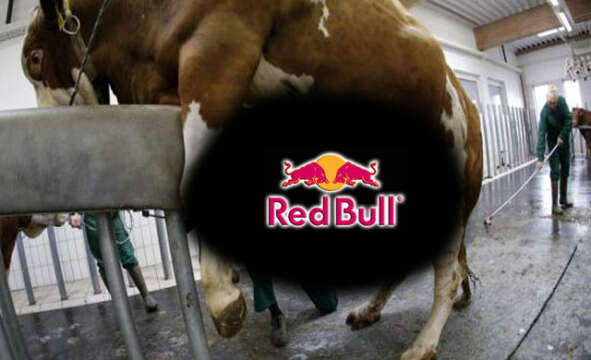 Así masturban a los TOROS para hacer la Taurina del RedBull