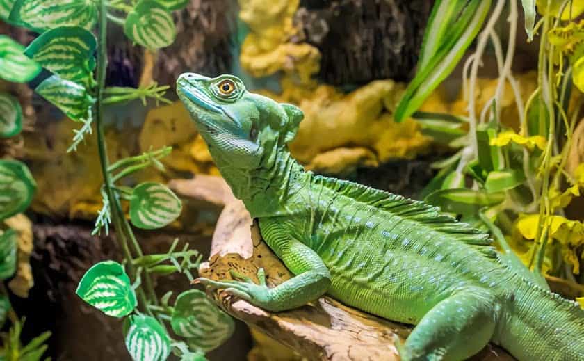 Cada grado de calor global amenaza la vida de los animales de sangre fría