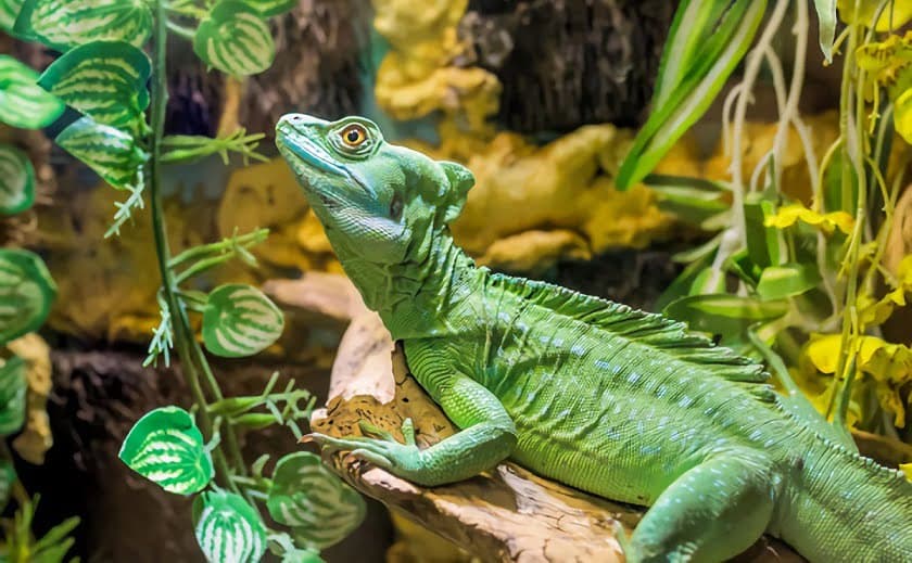 Cada grado de calor global amenaza la vida de los animales de sangre fría