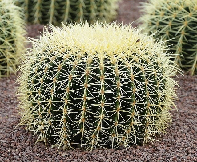 El sonido que emiten las plantas cuando sienten estrés: Hay muchas canciones que no podemos escuchar