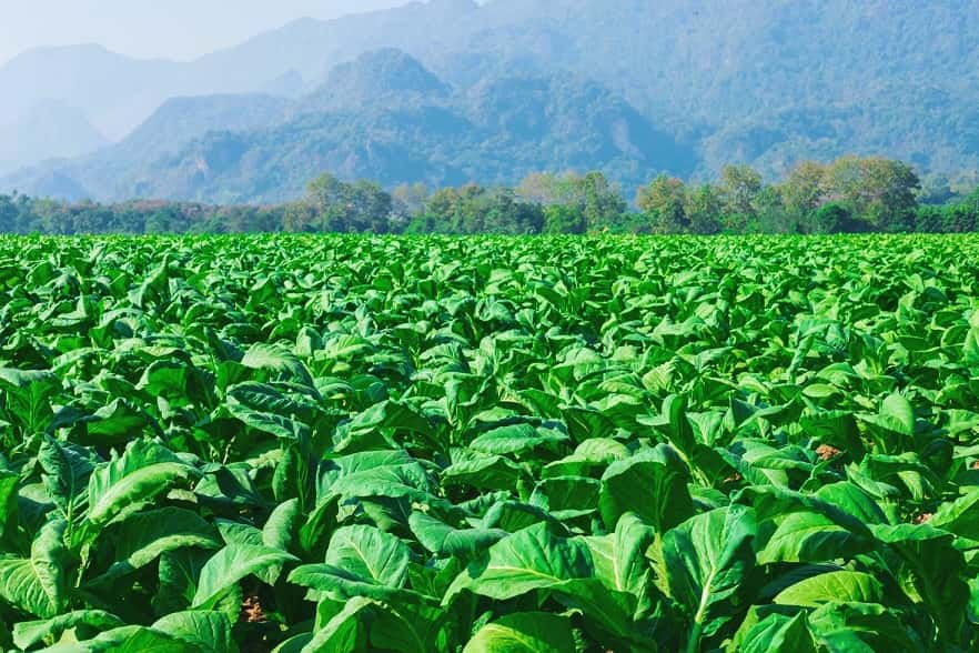 Humanos consumen tabaco hace más de 12.300 años, nuevos hallazgos