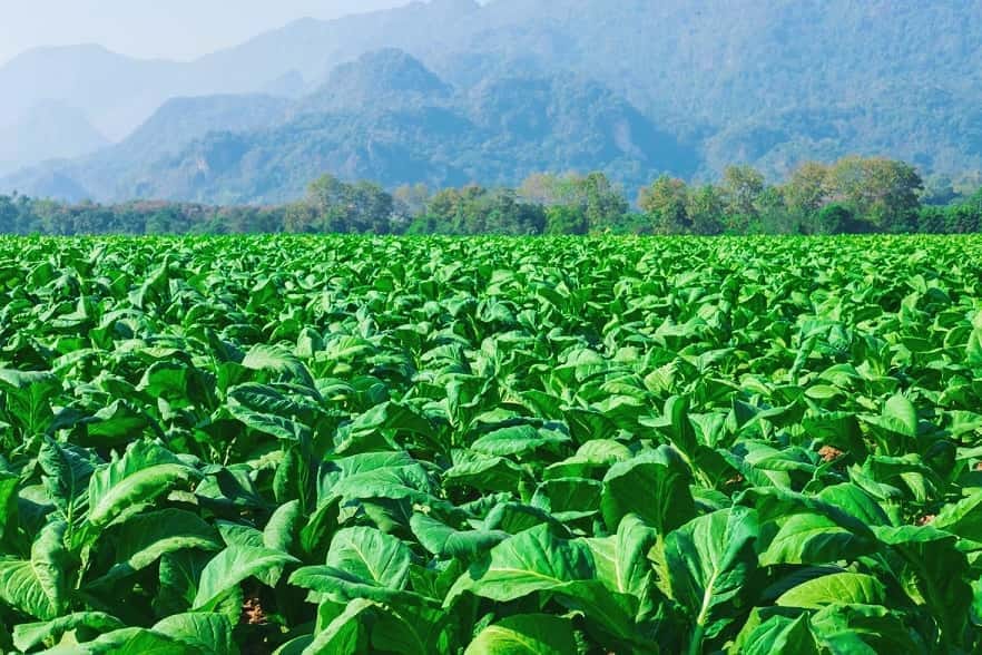 Humanos consumen tabaco hace más de 12.300 años, nuevos hallazgos
