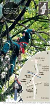 Tumbaron el primer árbol del Tunel Verde de la Avenida el Poblado ¡¡¡ Medellín indignado