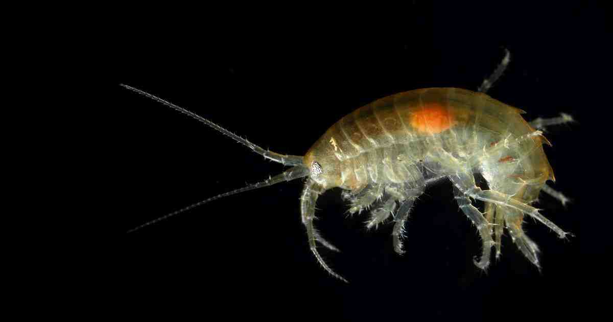 EURYTHENES PLASTICUS: Descubren especie animal con partículas de plástico en su organismo