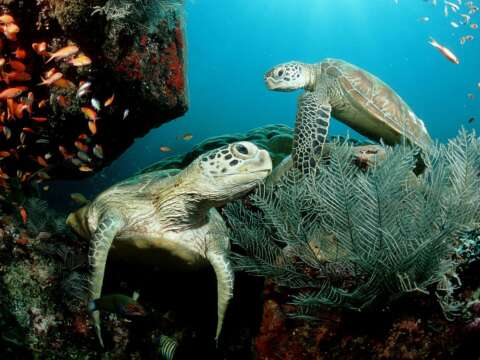 ¿A dónde van las tortugas marinas en su "año perdido" ?