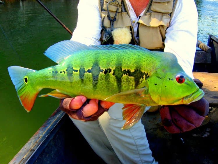 En Colombia se prohíbe la pesca deportiva porque es forma de maltrato animal: Corte Constitucional