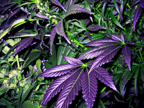 Ciencia/Humanos: El estatus legal no tiene relevancia en el consumo de cannabis