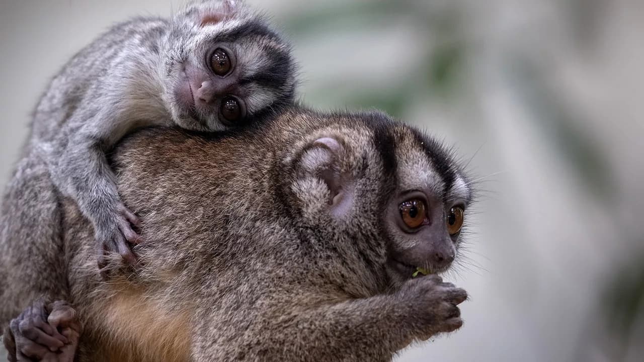 Mico de noche categorizado como especie en peligro