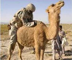 El Senado de EEUU legaliza la zoofilia en el Ejército